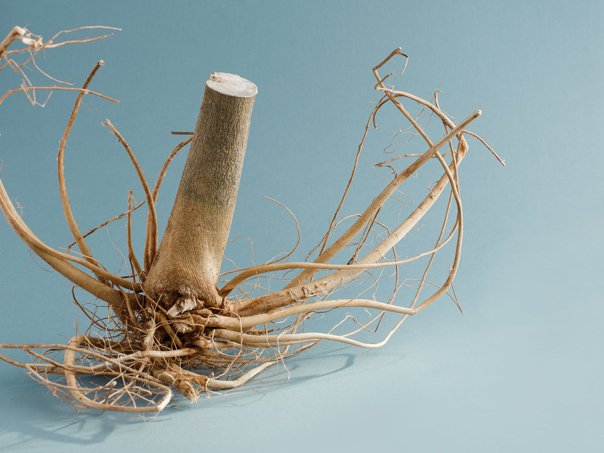 empyri blog | the root of it all | cannabis root skin care